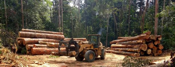 How Our Tree Care Process Works  in  Kaunakakai, HI