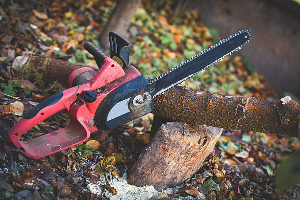 Professional Tree Care in Kaunakakai, HI